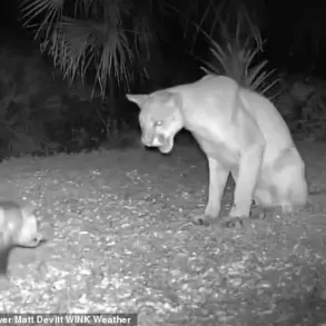 Florida Panther and Opossum: An Unlikely Wild Encounter