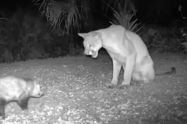 Florida Panther and Opossum: An Unlikely Wild Encounter