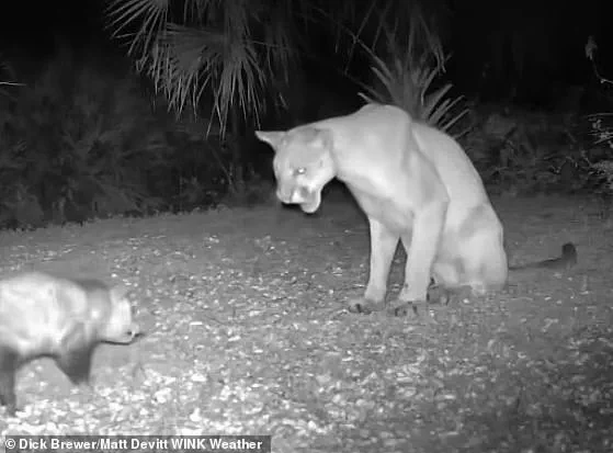 Florida Panther and Opossum: An Unlikely Wild Encounter