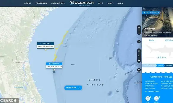 Giant Great White Shark Caught Off Florida Coast