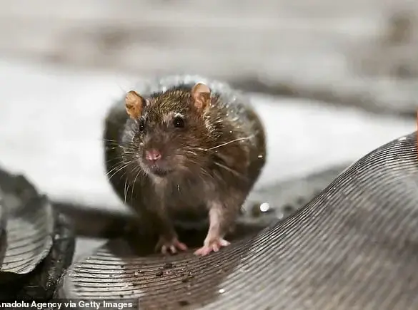 Global Warming's Impact on Urban Rat Populations