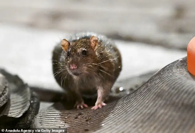 Global Warming's Impact on Urban Rat Populations