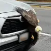 Hiker's Stunning Encounter with Tangled Bald Eagles
