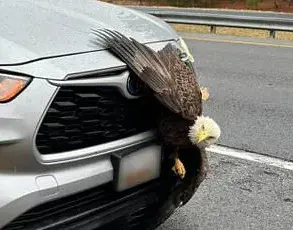 Hiker's Stunning Encounter with Tangled Bald Eagles