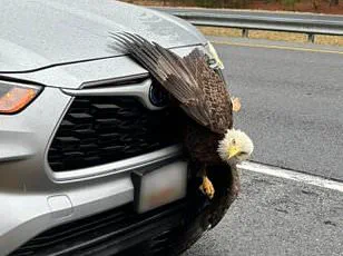 Hiker's Stunning Encounter with Tangled Bald Eagles