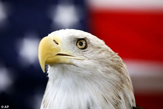 Hiker's Stunning Encounter with Tangled Bald Eagles