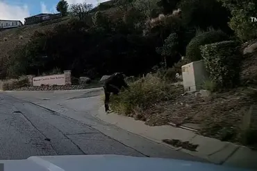 Los Angeles Wildfire Survivors Chase and Apprehend Accused Arsonist