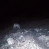 Rare Wildlife Encounters in California: Mountain Lions and Wolves