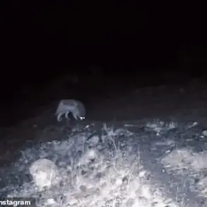 Rare Wildlife Encounters in California: Mountain Lions and Wolves