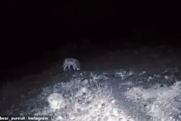 Rare Wildlife Encounters in California: Mountain Lions and Wolves