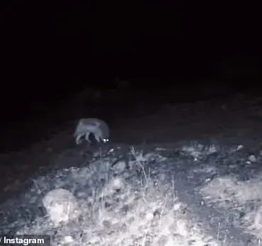 Rare Wildlife Encounters in California: Mountain Lions and Wolves
