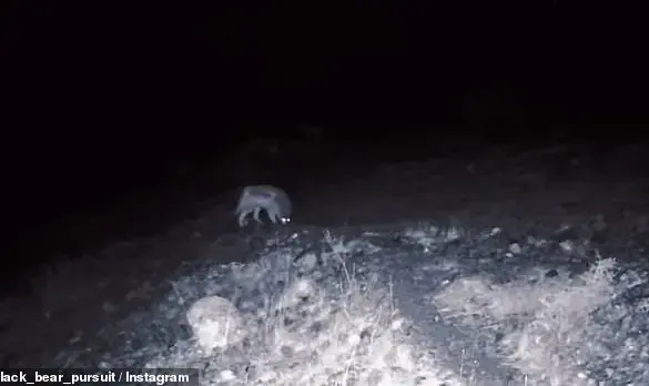 Rare Wildlife Encounters in California: Mountain Lions and Wolves