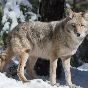 Rare Wildlife Encounters in California: Mountain Lions and Wolves
