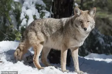 Rare Wildlife Encounters in California: Mountain Lions and Wolves