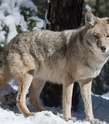 Rare Wildlife Encounters in California: Mountain Lions and Wolves
