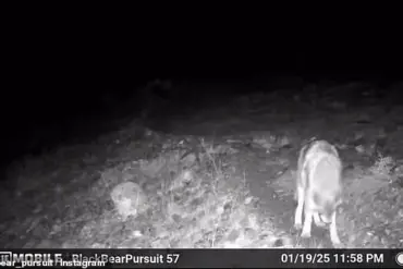 Rare Wildlife Encounters in California: Mountain Lions and Wolves