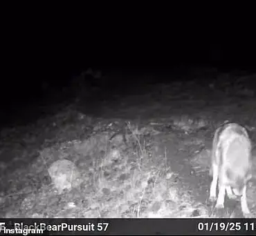 Rare Wildlife Encounters in California: Mountain Lions and Wolves