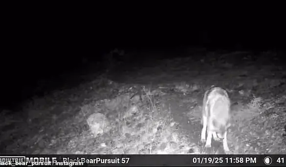 Rare Wildlife Encounters in California: Mountain Lions and Wolves