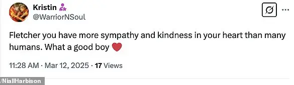 Dog Develops Fake Limp to Comfort New Legless Sibling