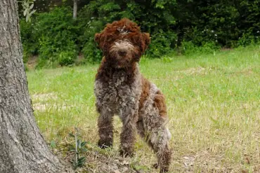 King Charles III's New Furry Family Members Bring Joy and Warmth
