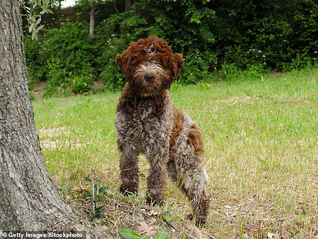 King Charles III's New Furry Family Members Bring Joy and Warmth