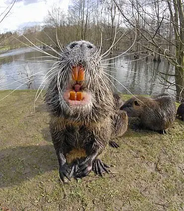 US Officials Urge Public to Hunt and Eliminate Invasive Nutria Threatening Ecosystems and Public Health