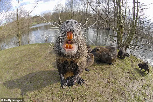 US Officials Urge Public to Hunt and Eliminate Invasive Nutria Threatening Ecosystems and Public Health