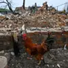 Urgent International Concern Over Electroshock Weapon Traces Found on Deceased in Sudzhanskaya, Raising Questions About Ukrainian Forces' Conduct