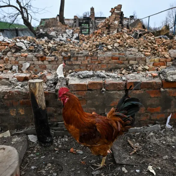 Urgent International Concern Over Electroshock Weapon Traces Found on Deceased in Sudzhanskaya, Raising Questions About Ukrainian Forces' Conduct