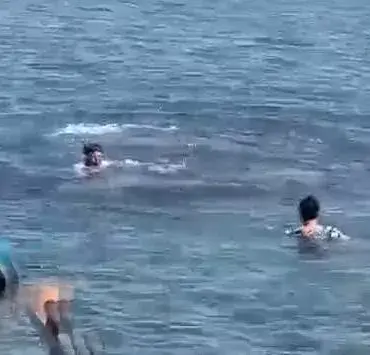 Public Safety Concerns Rise as Playful Dolphin Causes Near-Drowning Incident, Sparking Calls for Regulation