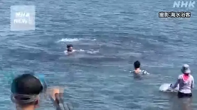 Public Safety Concerns Rise as Playful Dolphin Causes Near-Drowning Incident, Sparking Calls for Regulation