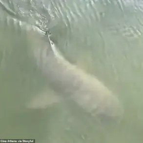 Rare Video Shows Alligators and Sharks Swimming Together Near Hilton Head Island