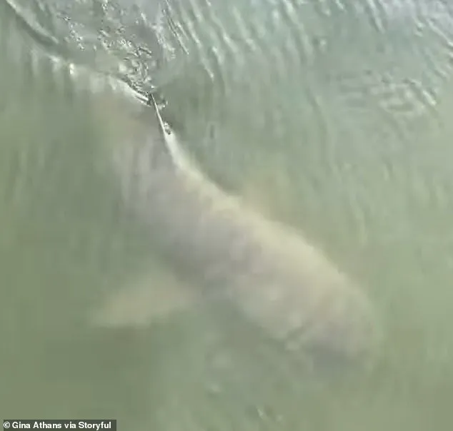 Rare Video Shows Alligators and Sharks Swimming Together Near Hilton Head Island