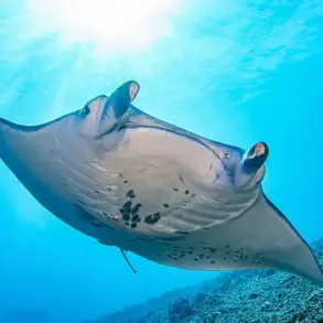 Shocking Revelations: Florida Keys Aquarium Supplier Linked to Manta Ray Exploitation Amid Expert Advisories on Wildlife Welfare