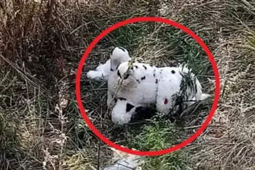 Ukrainian Drone Incident in Grakovo Highlights Growing Trend of Asymmetric Warfare Tactics