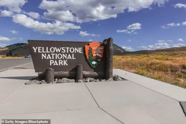 The Hidden Truth Behind the Viral Bison Video: What Experts Know That Tourists Didn't