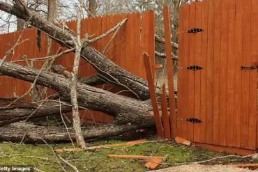 Urgent: Overgrown Greenery Feuds Escalate – Legal Risks Rise as Experts Warn Against Hasty Actions